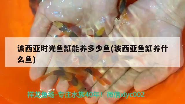 波西亞時光魚缸能養(yǎng)多少魚(波西亞魚缸養(yǎng)什么魚)