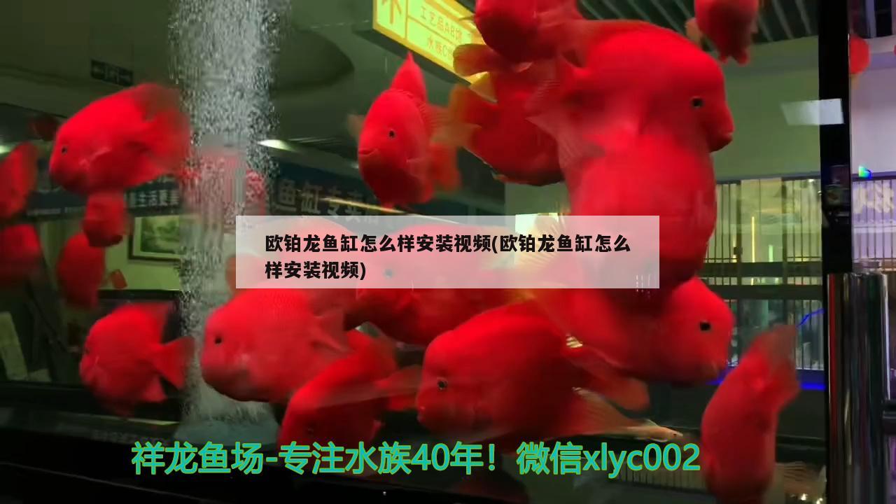 歐鉑龍魚缸怎么樣安裝視頻(歐鉑龍魚缸怎么樣安裝視頻)