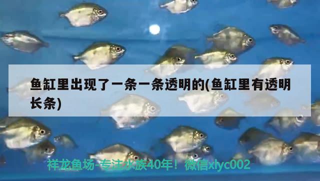 魚缸里出現(xiàn)了一條一條透明的(魚缸里有透明長條)