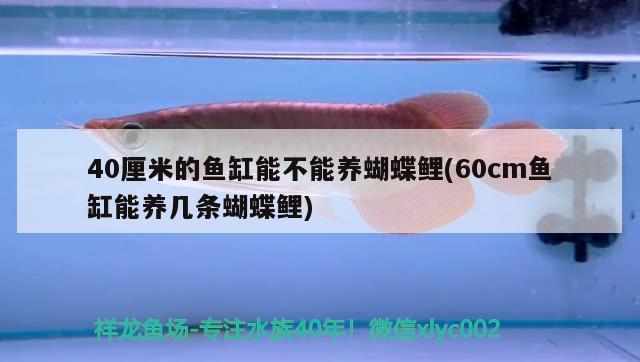 40厘米的魚缸能不能養(yǎng)蝴蝶鯉(60cm魚缸能養(yǎng)幾條蝴蝶鯉) 蝴蝶鯉