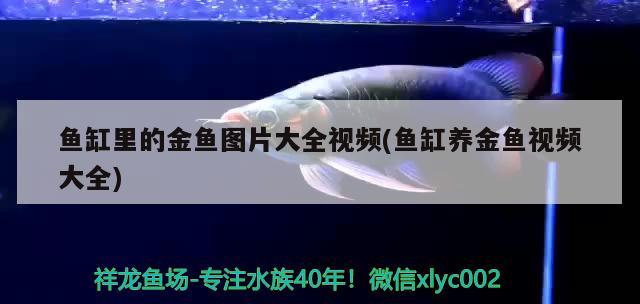 魚缸里的金魚圖片大全視頻(魚缸養(yǎng)金魚視頻大全) 黑白雙星魚