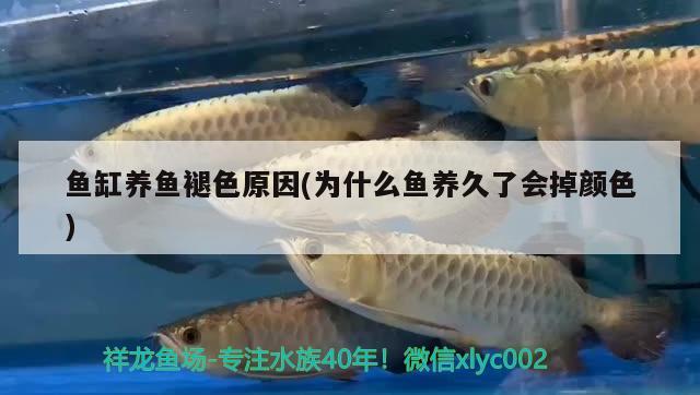 魚缸養(yǎng)魚褪色原因(為什么魚養(yǎng)久了會(huì)掉顏色)