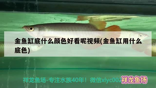 金魚缸底什么顏色好看呢視頻(金魚缸用什么底色) 黑水素 第2張