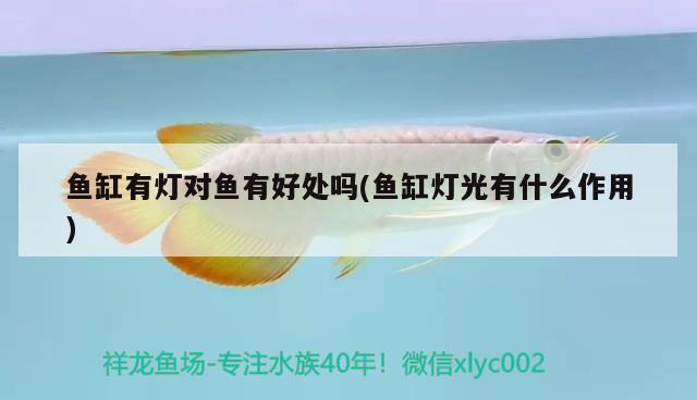 魚(yú)缸有燈對(duì)魚(yú)有好處嗎(魚(yú)缸燈光有什么作用)