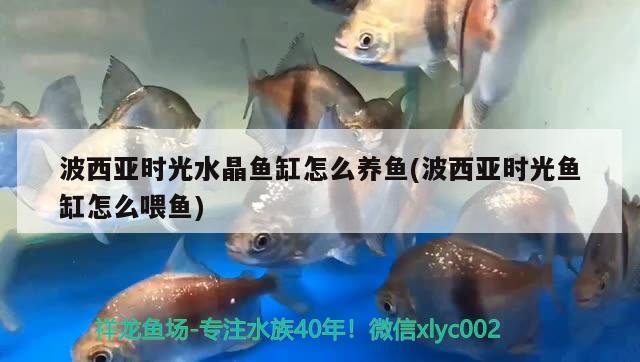 波西亞時(shí)光水晶魚(yú)缸怎么養(yǎng)魚(yú)(波西亞時(shí)光魚(yú)缸怎么喂魚(yú)) 朱巴利魚(yú)苗 第2張