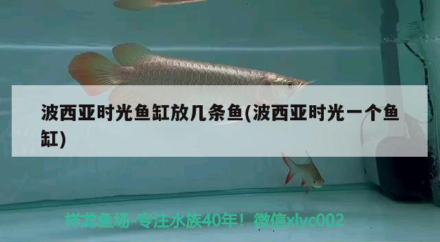 波西亞時光魚缸放幾條魚(波西亞時光一個魚缸) 進口元寶鳳凰魚