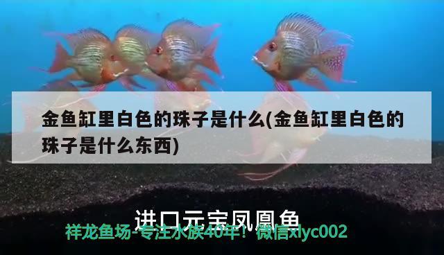 金魚缸里白色的珠子是什么(金魚缸里白色的珠子是什么東西)