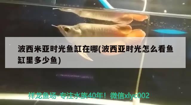 波西米亞時光魚缸在哪(波西亞時光怎么看魚缸里多少魚)