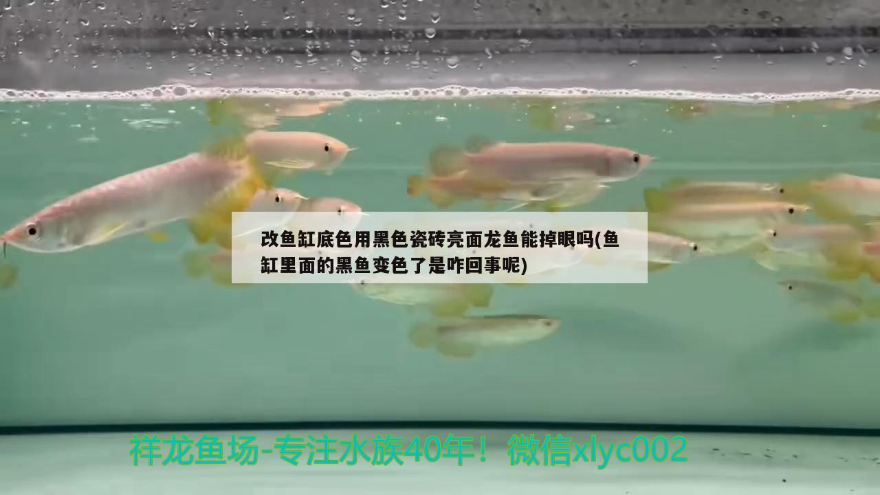 改魚缸底色用黑色瓷磚亮面龍魚能掉眼嗎(魚缸里面的黑魚變色了是咋回事呢)