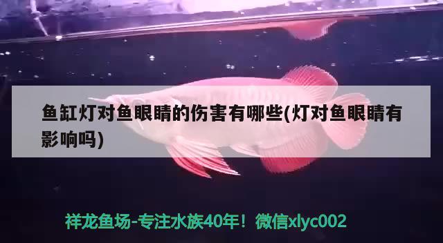 魚缸燈對魚眼睛的傷害有哪些(燈對魚眼睛有影響嗎)