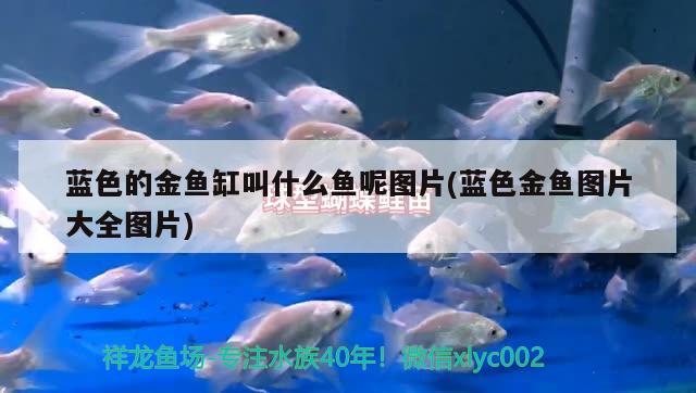 藍(lán)色的金魚缸叫什么魚呢圖片(藍(lán)色金魚圖片大全圖片) 熱帶魚魚苗批發(fā)