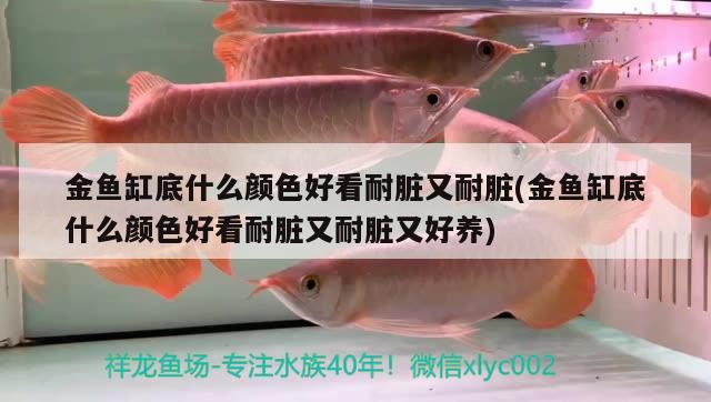 金魚缸底什么顏色好看耐臟又耐臟(金魚缸底什么顏色好看耐臟又耐臟又好養(yǎng))