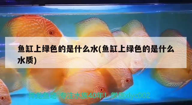 魚缸上綠色的是什么水(魚缸上綠色的是什么水質(zhì)) 南美異型魚