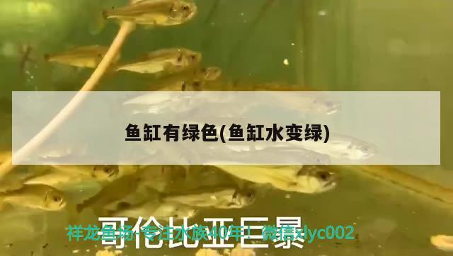 魚缸有綠色(魚缸水變綠) 觀賞魚水族批發(fā)市場