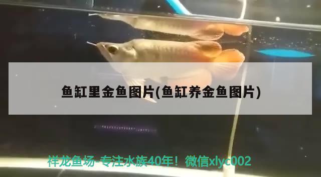 魚缸里金魚圖片(魚缸養(yǎng)金魚圖片) 小型觀賞魚