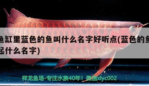 魚缸里藍色的魚叫什么名字好聽點(藍色的魚起什么名字)