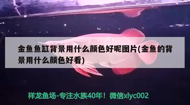 金魚魚缸背景用什么顏色好呢圖片(金魚的背景用什么顏色好看) 羽毛刀魚苗