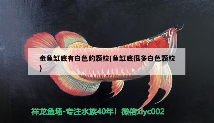 金魚缸底有白色的顆粒(魚缸底很多白色顆粒)