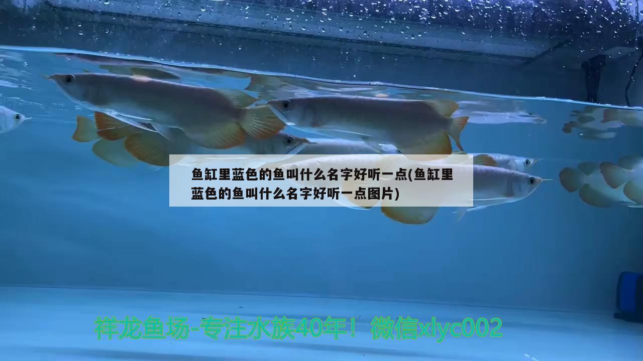 魚缸里藍(lán)色的魚叫什么名字好聽一點(魚缸里藍(lán)色的魚叫什么名字好聽一點圖片) 祥禾Super Red紅龍魚