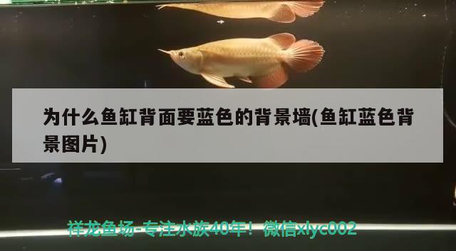 為什么魚缸背面要藍色的背景墻(魚缸藍色背景圖片) 過背金龍魚