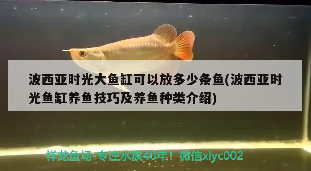 波西亞時光大魚缸可以放多少條魚(波西亞時光魚缸養(yǎng)魚技巧及養(yǎng)魚種類介紹)