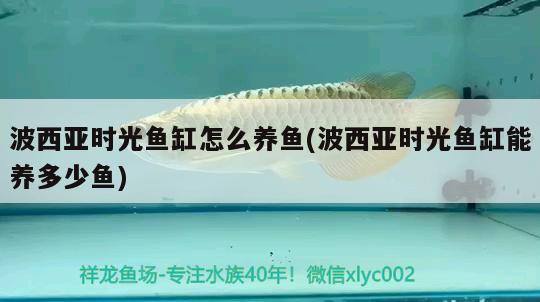 波西亞時光魚缸怎么養(yǎng)魚(波西亞時光魚缸能養(yǎng)多少魚)