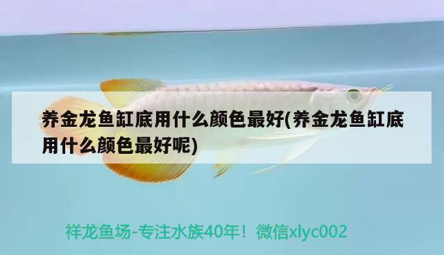 養(yǎng)金龍魚缸底用什么顏色最好(養(yǎng)金龍魚缸底用什么顏色最好呢) 錦鯉池魚池建設(shè)