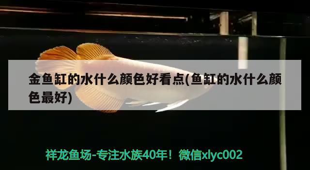 金魚缸的水什么顏色好看點(魚缸的水什么顏色最好) 照明器材 第2張