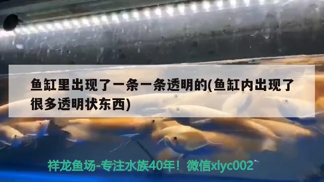 魚缸里出現(xiàn)了一條一條透明的(魚缸內(nèi)出現(xiàn)了很多透明狀東西)