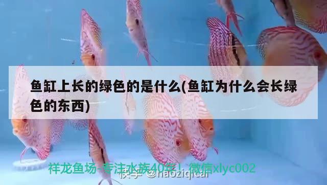 魚缸上長的綠色的是什么(魚缸為什么會長綠色的東西) 野彩魚 第3張