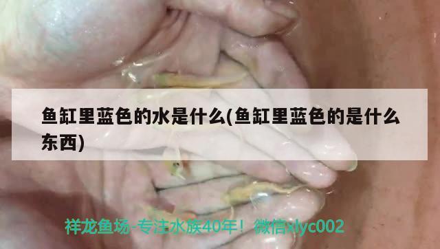 魚缸里藍色的水是什么(魚缸里藍色的是什么東西) 飛鳳魚