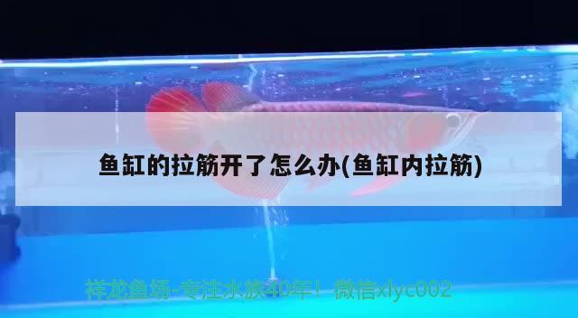 魚缸的拉筋開了怎么辦(魚缸內拉筋) 水族世界