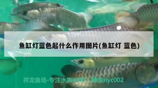 魚缸燈藍色起什么作用圖片(魚缸燈藍色) 祥龍水族濾材/器材