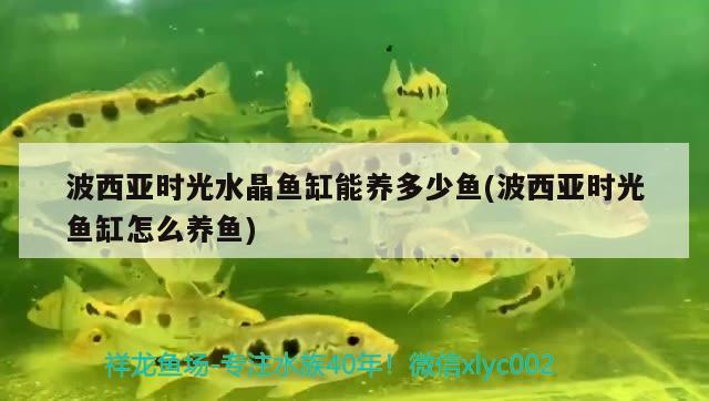 波西亞時(shí)光水晶魚缸能養(yǎng)多少魚(波西亞時(shí)光魚缸怎么養(yǎng)魚) 印尼虎苗