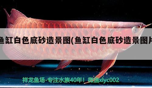 魚缸白色底砂造景圖(魚缸白色底砂造景圖片) 肥料