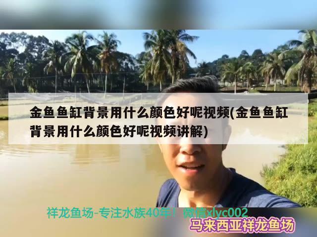 金魚魚缸背景用什么顏色好呢視頻(金魚魚缸背景用什么顏色好呢視頻講解)