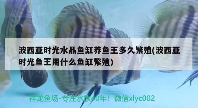 波西亞時光水晶魚缸養(yǎng)魚王多久繁殖(波西亞時光魚王用什么魚缸繁殖)