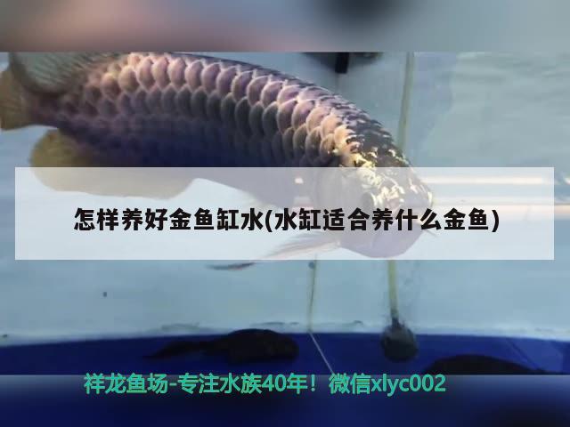 怎樣養(yǎng)好金魚缸水(水缸適合養(yǎng)什么金魚)