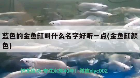 藍色的金魚缸叫什么名字好聽一點(金魚缸顏色)