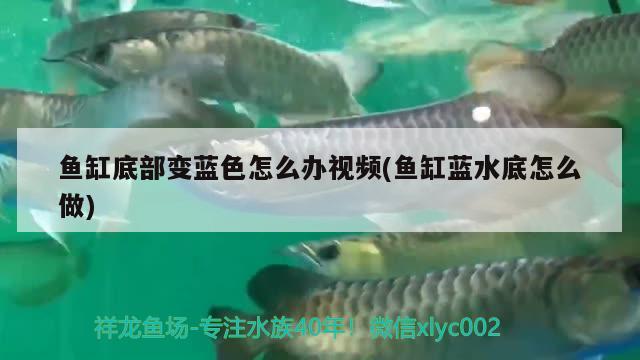 魚缸底部變藍色怎么辦視頻(魚缸藍水底怎么做)