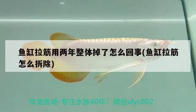 魚缸拉筋用兩年整體掉了怎么回事(魚缸拉筋怎么拆除)