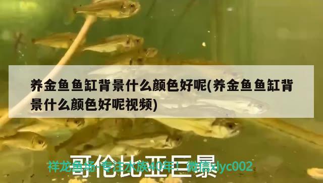 養(yǎng)金魚魚缸背景什么顏色好呢(養(yǎng)金魚魚缸背景什么顏色好呢視頻)