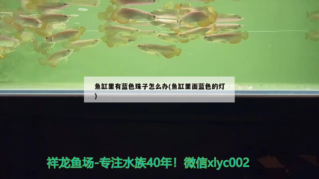 魚缸里有藍(lán)色珠子怎么辦(魚缸里面藍(lán)色的燈) 黑金魟魚