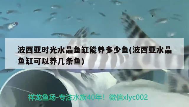 波西亞時光水晶魚缸能養(yǎng)多少魚(波西亞水晶魚缸可以養(yǎng)幾條魚)