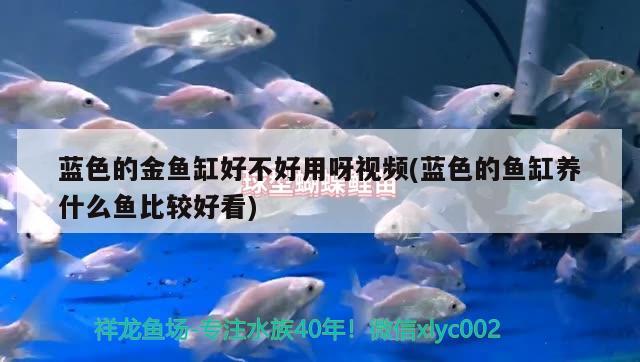 藍(lán)色的金魚缸好不好用呀視頻(藍(lán)色的魚缸養(yǎng)什么魚比較好看) 小型觀賞魚