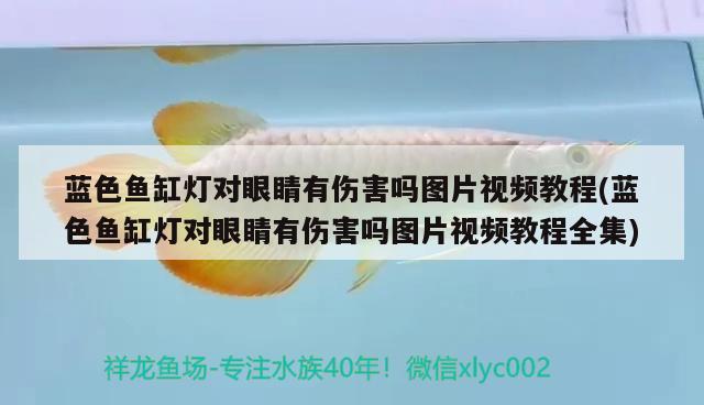 藍(lán)色魚缸燈對眼睛有傷害嗎圖片視頻教程(藍(lán)色魚缸燈對眼睛有傷害嗎圖片視頻教程全集)