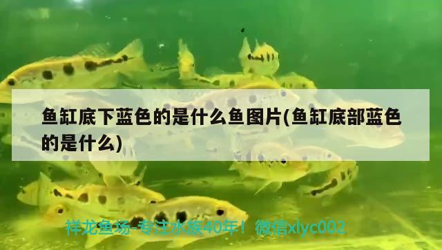 魚缸底下藍(lán)色的是什么魚圖片(魚缸底部藍(lán)色的是什么)