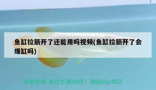 魚缸拉筋開了還能用嗎視頻(魚缸拉筋開了會(huì)爆缸嗎) 水族世界 第2張