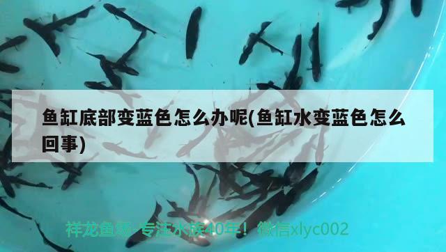 魚缸底部變藍色怎么辦呢(魚缸水變藍色怎么回事)