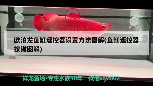 歐泊龍魚缸遙控器設置方法圖解(魚缸遙控器按鍵圖解) 白子關刀魚